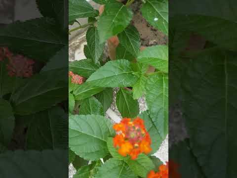 , title : '🌺Permanent summer flowering plant/care in description #shorts#plants#flowers#flowerplants#homegarden'