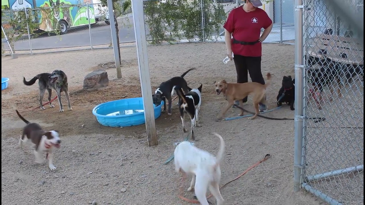 Enlarge Chloe, a Adoptable Mixed Breed in Las Cruces, NM video 6/6