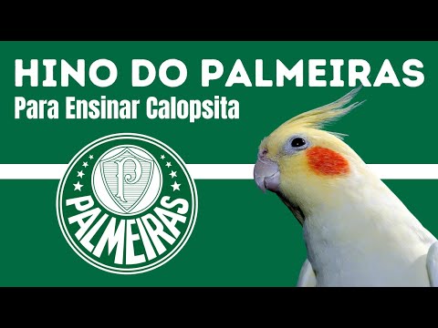 HINO DO PALMEIRAS Para Ensinar CALOPSITA Cantar