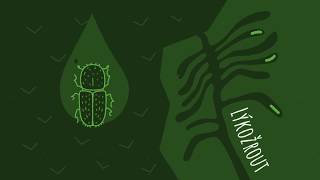 Kůrovec – lýkožrout smrkový 1. díl