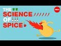 The science of spiciness - Rose Eveleth