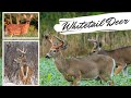 Whitetail Deer Videos AMAZING Up Close Footage