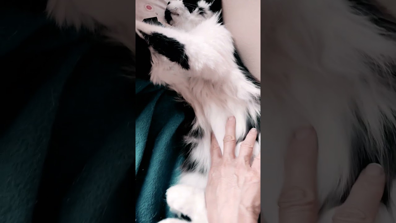 Enlarge Bella, a Adoptable mixed breed in sunnyvale, CA video 6/6