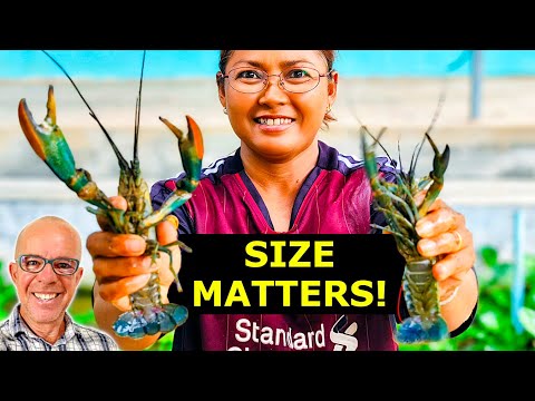 How to Grow THOUSANDS of crayfish babies in a cheap setup!