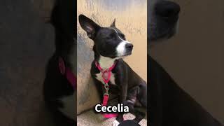 Video preview image #1 Boxer-Unknown Mix Puppy For Sale in Kennesaw, GA, USA