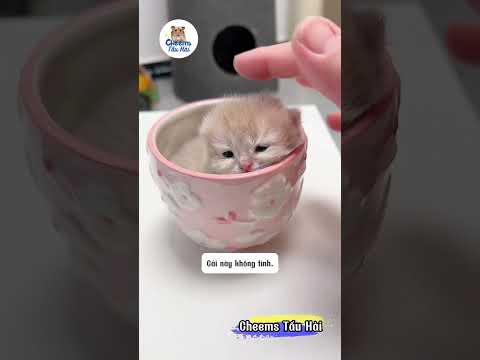Hoàn thành thử thách 1 ngày không quay mèo con | Cheems Tấu Hài #pets #cat