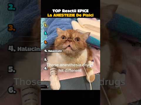 TOP Reactii EPICE La ANESTEZIE Ale Pisicilor