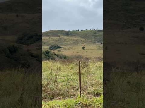 Interior do estado do Paraná Siqueira Campos #roca #sitio