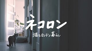 【ネコロン｜猫とロンドン暮らし】新しい家族が増えました。チャンネル名が変わりました。｜新生児