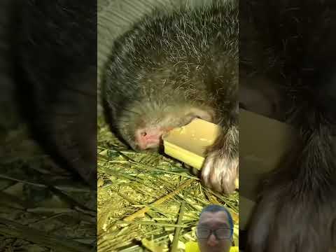 nuôi dúi dễ lắm