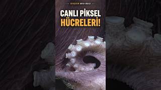 Bu Canlı Derisini Nasıl Bir Ekran Gibi Değiştiriyor!