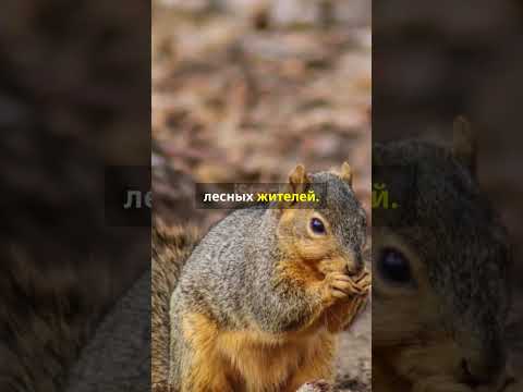Топ 5 фактов про дуб, о которых вы не знали #shorts #наука