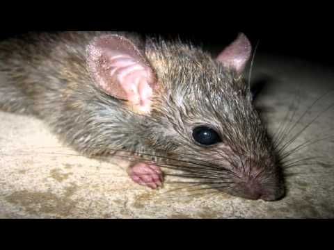 kilka słów od Szczura