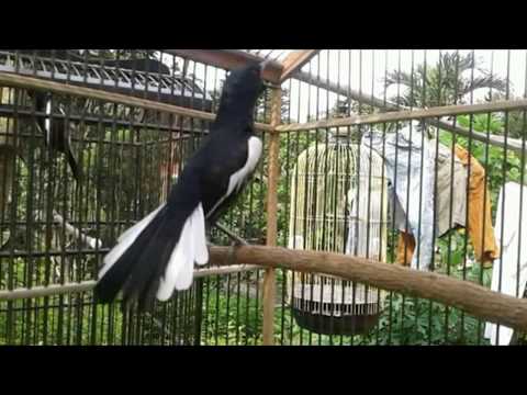 Tarung Novyj Trend Smotret Onlajn Na Sajte Trendovi Ru