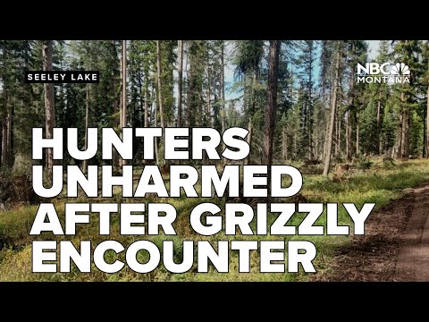 Hunters unharmed after grizzly bear encounter near Seeley Lake