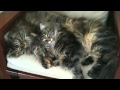 Mary Chapin Carpenter - Soul Companion (Duet with James Taylor) - Video 3