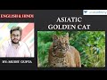 MM 20 Asiatic Golden Cat Environment And Ecology Current Affairs UPSC CSE Prelims 2020