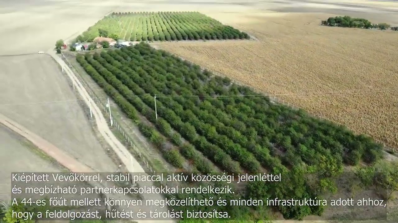 Meggy Neked – Megyültetvényből jövedelmező vállalkozás Békéscsaba közelében