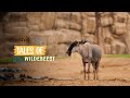 Dubai Safari Park Tales Of Wildebeest