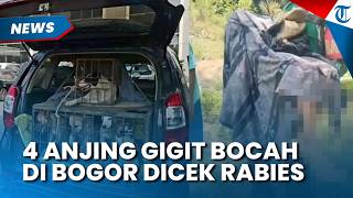 Selidiki Kasus Bocah Tewas di Jasinga, Polisi Bawa Empat Anjing Pemburu ke Puslabfor Polri
