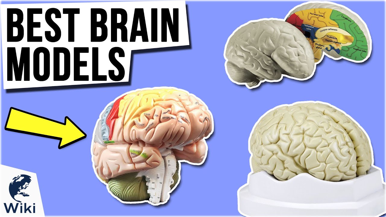 9 Best Brain Models 2021
