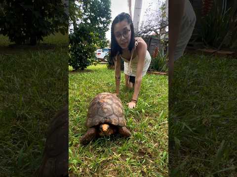 SEGUIMOS UM JABUTI (OLHA ONDE NOS LEVOU) 😱🐢