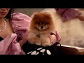 Kevin The Dog ICarly 2021 Clip