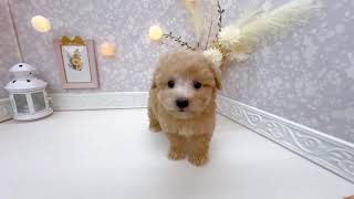 ハーフ犬の動画01