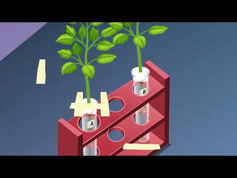 STUDY OF PHOTOTROPISM AND GEOTROPISM IN PLANTS