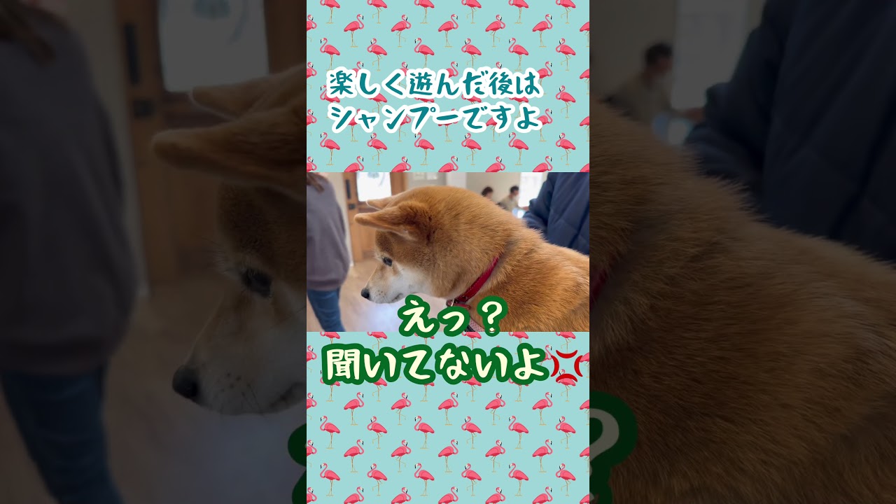 ドッグランを楽しでいたら‥ #柴犬 #豆柴  #dogrun chrp