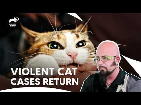Aggressive Cat Lashes out at Anyone Who Gets Too Close | My Cat From Hell S4 E16,17 | Animal Planet