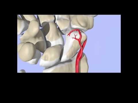 Blood Supply to the Scaphoid