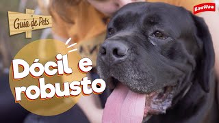 CANE CORSO AGRESSIVO? MENTIRA! DESCUBRA A VERDADE SOBRE ESSA RAÇA | Guia de Pets