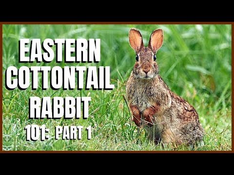 , title : 'Eastern Cottontail Rabbit 101: Part 1'
