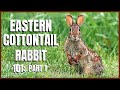 Eastern Cottontail Rabbit 101: Part 1