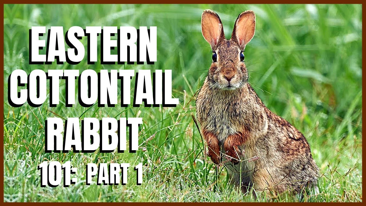 What does a volcanic eruption smell like? Tipseri