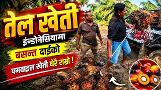 Download lagu Basanta Dai Ko Indonesia Ma Palm Oil Kheti Dherai Ramro mp3