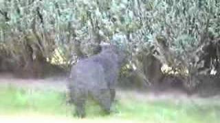 Devlin and Vinou playing in the garden.