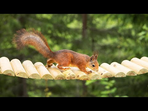 Squirrel Village 5 | New Bar View & Squirrel Bridge