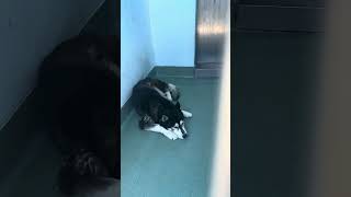 Video preview image #1 Siberian Husky Puppy For Sale in Pasadena, CA, USA