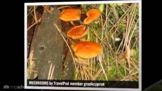 preview picture of video 'VISITING VALIA CALDA NATIONAL PARK-4 videos Greekcypriot's photos around Grevena, Greece'