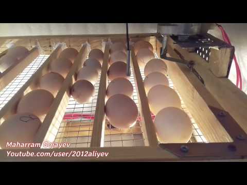 Homemade incubator automatic egg turner