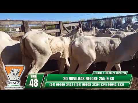 LOTE 48   20 NOVILHAS NELORE 255,9 KG- LEILO RIO & LEILO ALPA - RIO PARANAÍBA-MG - 28/07/26