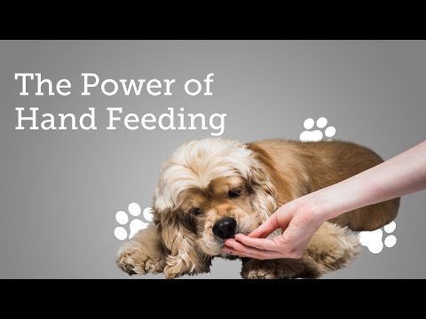 The power of hand feeding for training your… | FirstVet The Power Of Hand Feeding For Training Your… | Firstvet