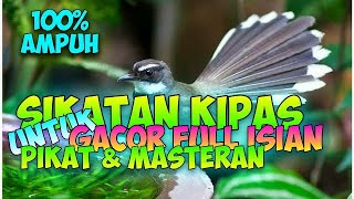 Download lagu Sikatan Kipas Gacor Full Isian Untuk Pikat Dan Masteran Paling Ampuh mp3