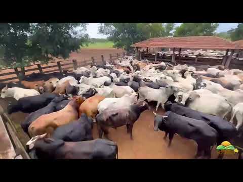 Fazenda a venda em Martinho Campos - 1800 ha