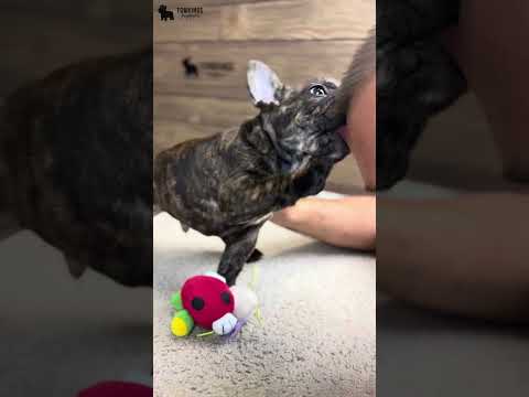 Video 1