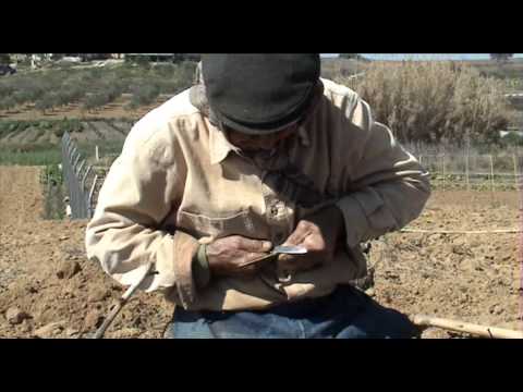 Conocimiento tradicional - injerto en vid