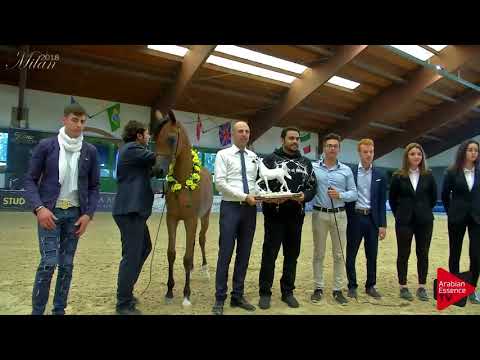 N.4 WAHAD AL KINUUZ - Milan 2018 - Yearling Fillies Championship (Class 15) 3rd place