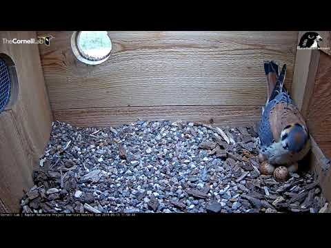 Noisy Incubation Switch At Wisconsin Kestrel Nest – May 13, 2019